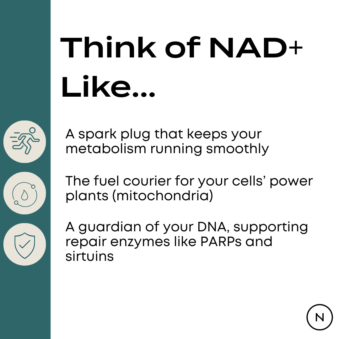 NMN Supplement – 500mg Capsules | 99% Purity